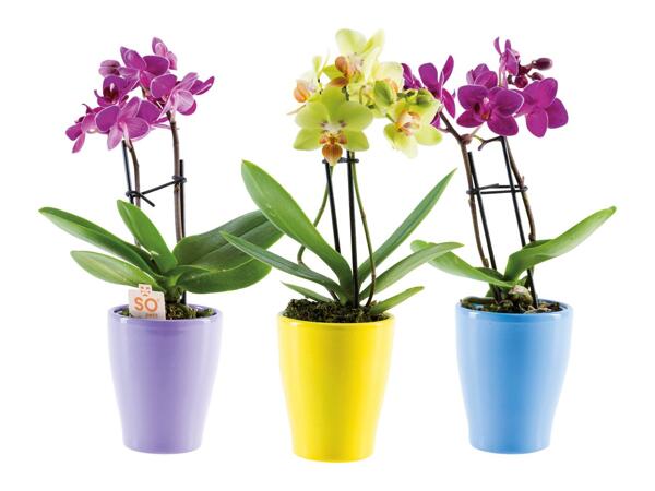 Mini Phalaenopsis