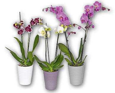 Orchidea