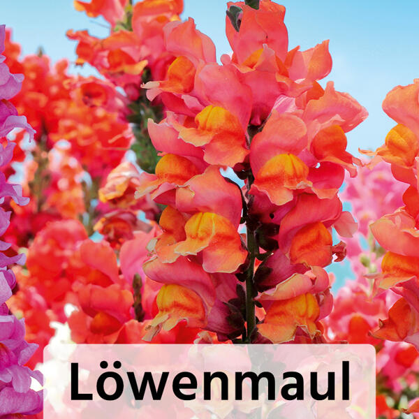 Sommer-Jungpflanzen