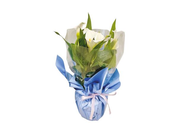 Loving Lilies