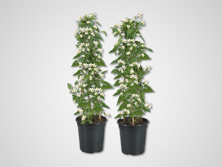 Morelle faux jasmin en colonne (dès 7.4.)
