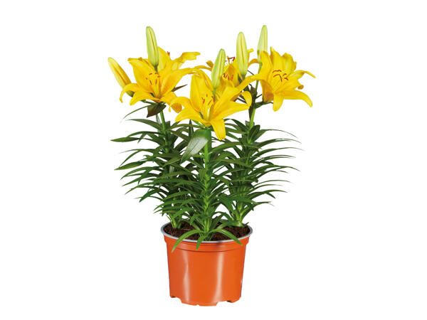 Asiatic Lilies