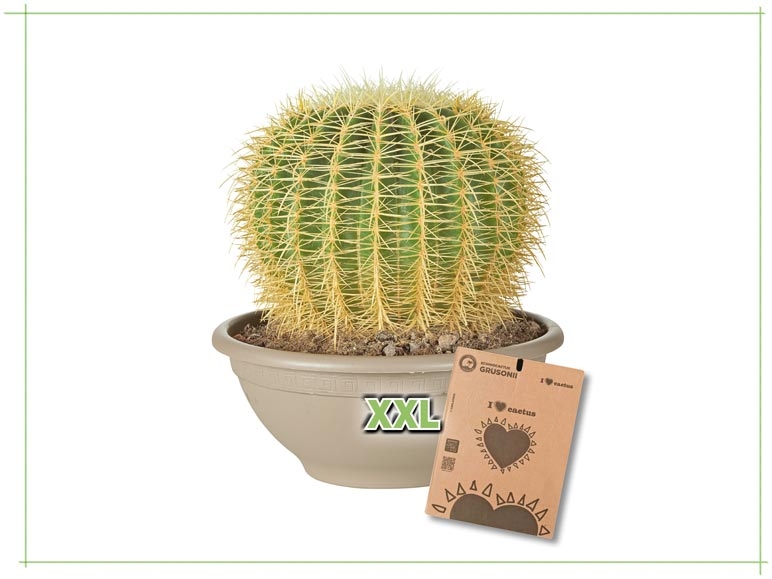Cactus "coussin de belle-mère" (dès 16.6.)