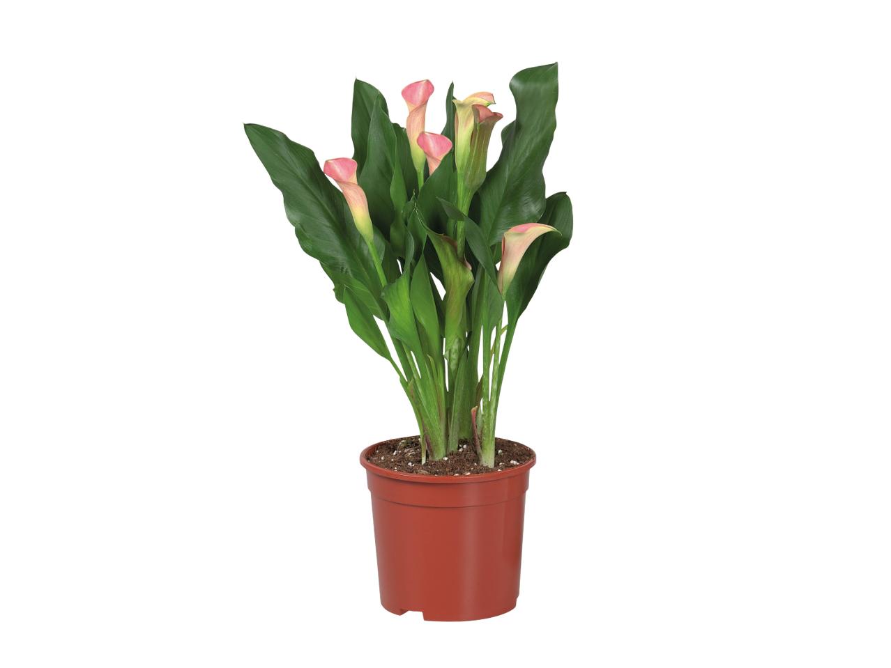 Assorted Calla Lillies1