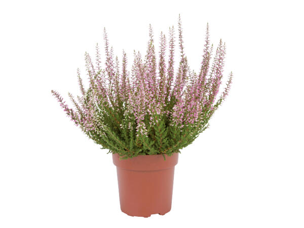 Autumn Heather