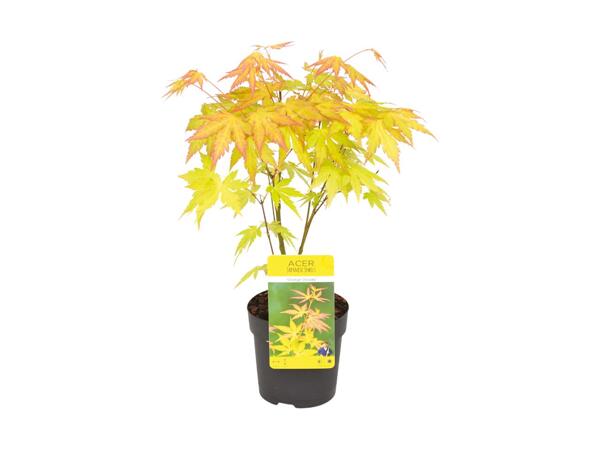 Japanese Maple Mix