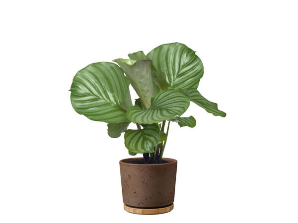 Assortiment de calatheas