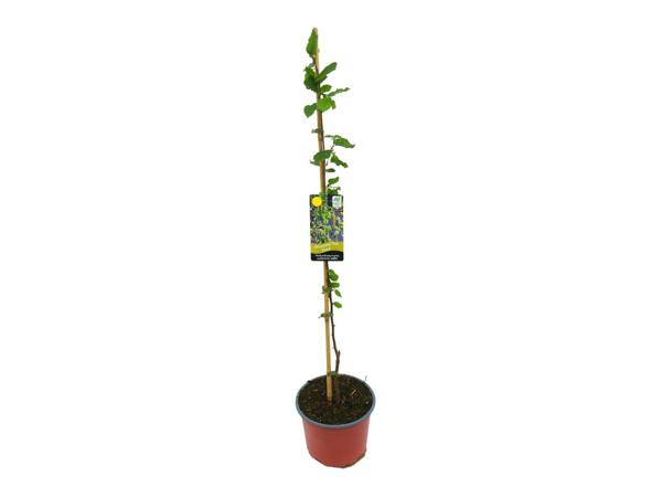 Irish Grown Native Trees