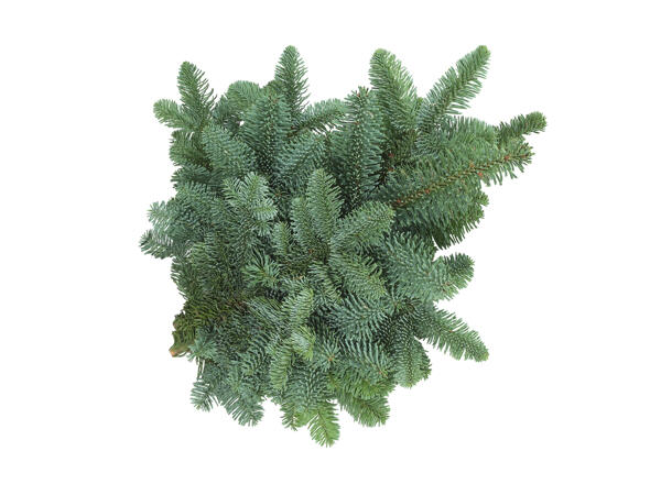 Branches de sapin noble