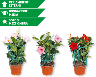 Dipladenia Sundaville