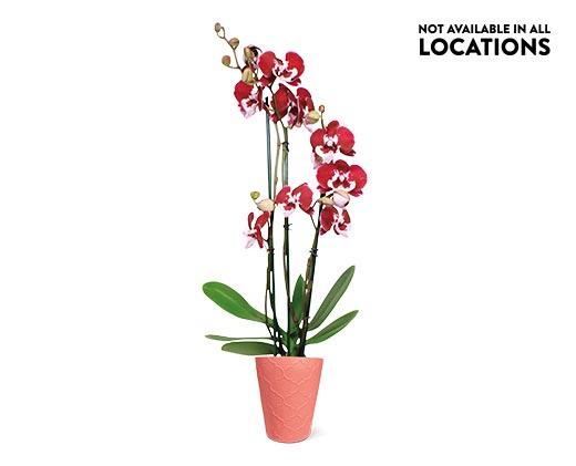 5" Easy Orchid Assorted Colors