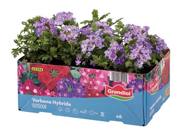 Bedding And Balcony Plants
