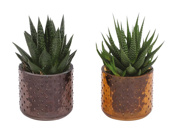 Grøn plante i keramik