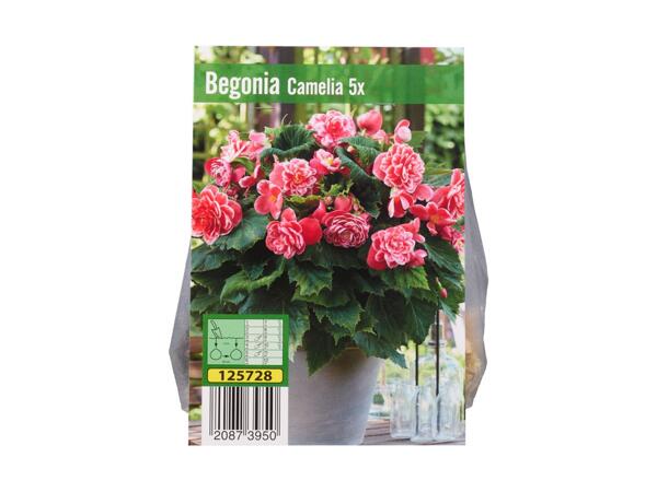 Begonia blomsterløg