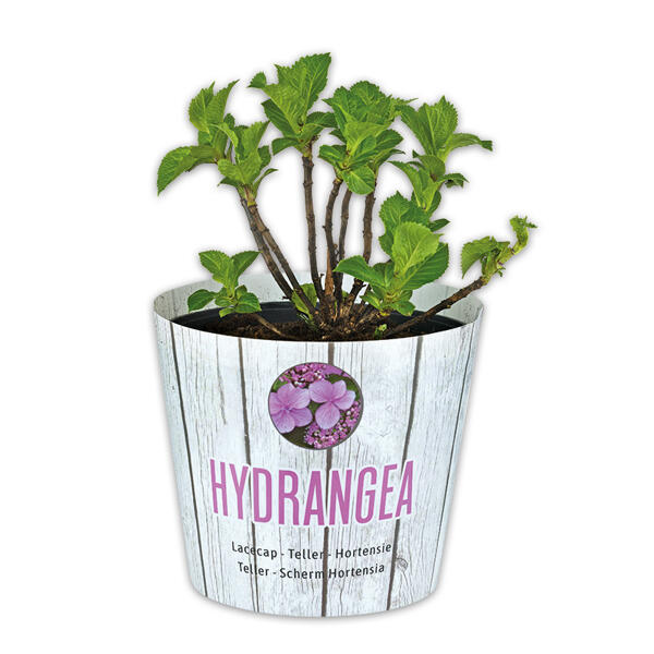 Tellerhortensie