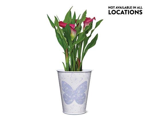 Calla Lily in Can Assorted Colors