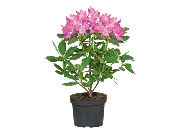 Giant Rhododendron
