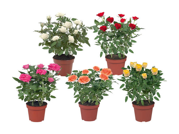 Rosier en pot