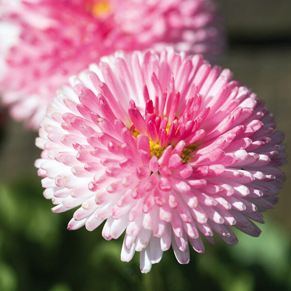 Bellis "Erdbeersahne" XL