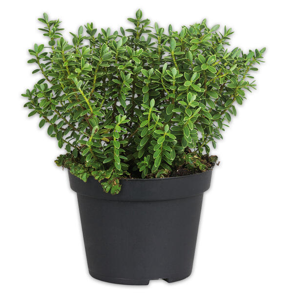 Stacheldrahtpflanze / Hebe Mix
