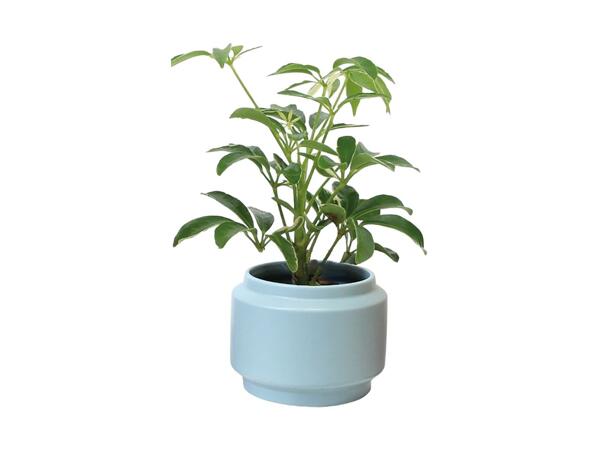 Small Houseplant in Ceramic Pot