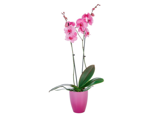 Colourful Orchid in Pot