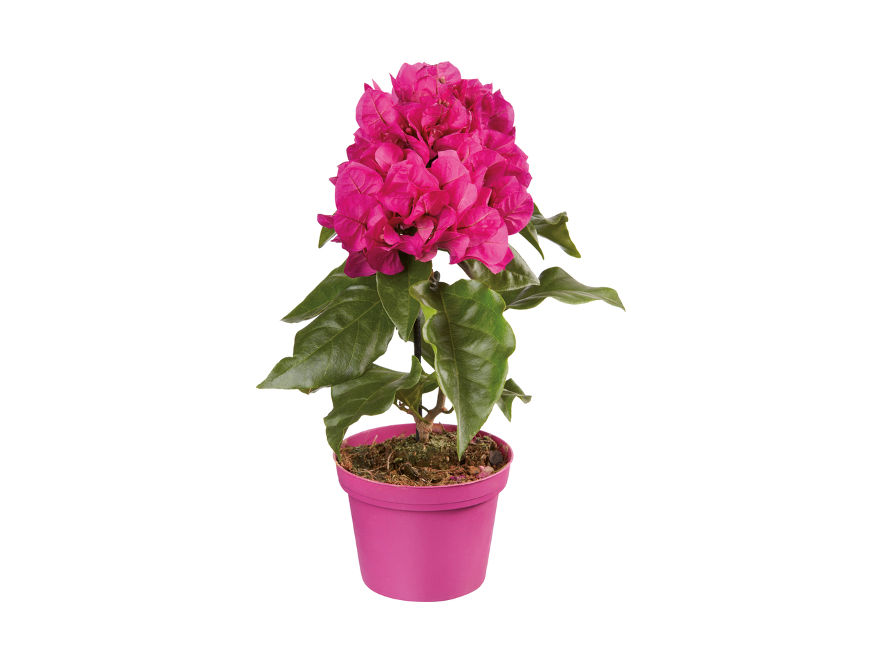 Bougainvillier midi