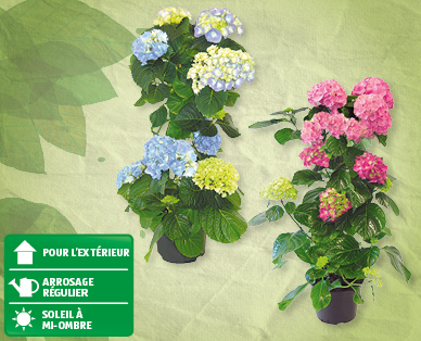 Pyramides d'hortensias