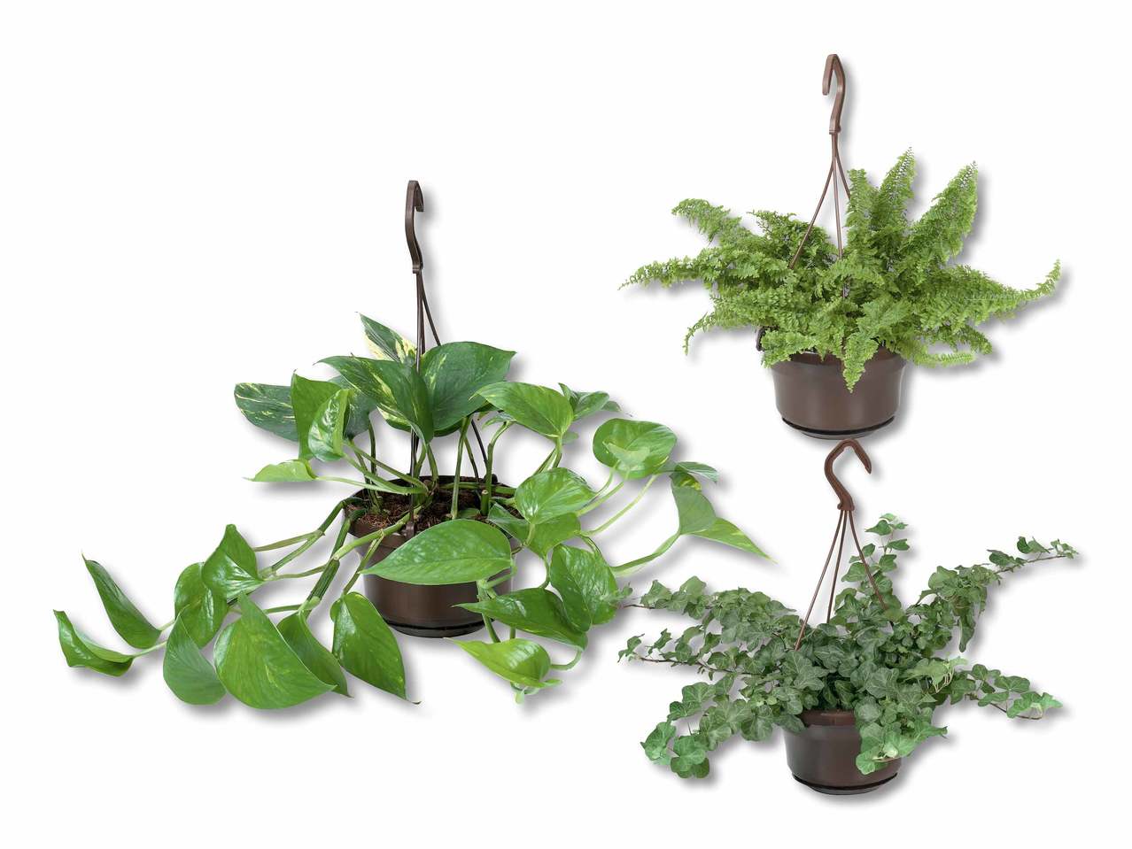 Plante de suspension