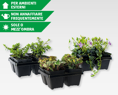 Piante coprisuolo assortite