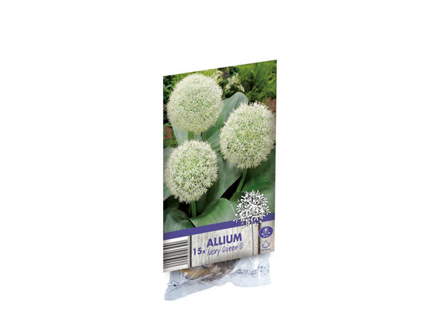 Bulbes d'Allium