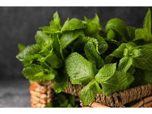 Menthe bio XXL