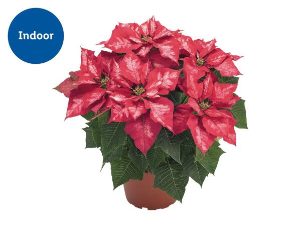 Speciality Poinsettia (Mixed Colour)