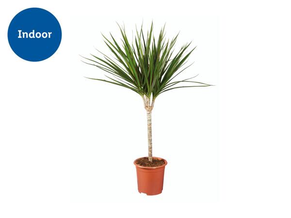 Houseplants