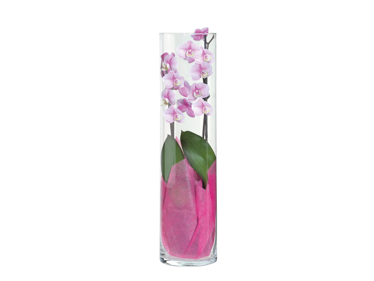Phalaenopsis in gläserner Vase