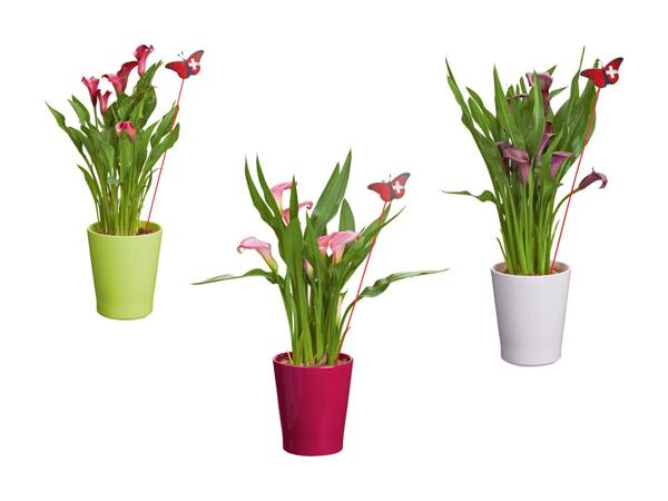 Calla in vaso di ceramica