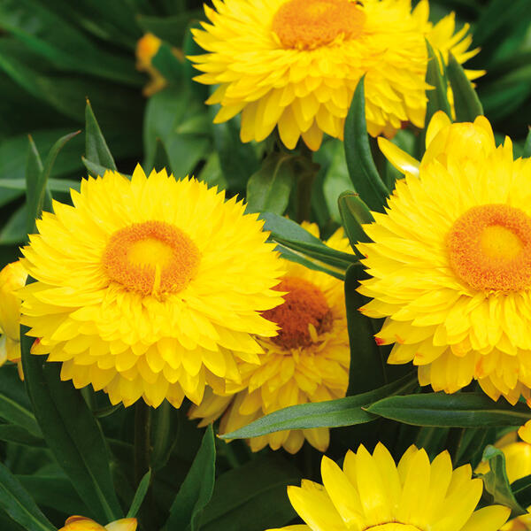 Strohblume