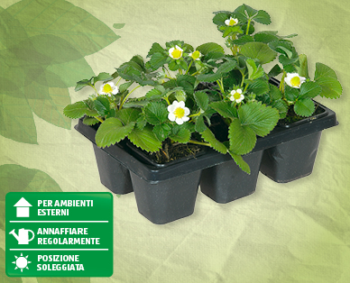 Piantine di fragole