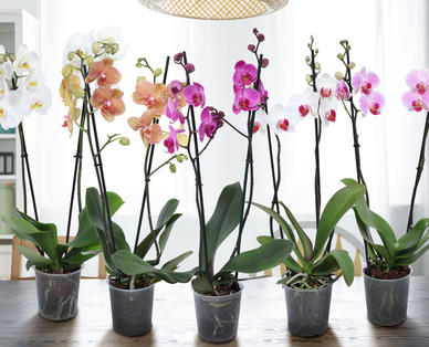 Orchidee