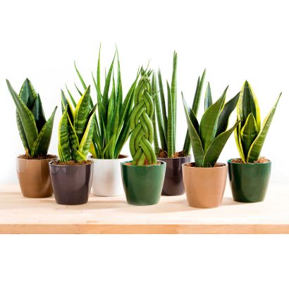 Sanseveria