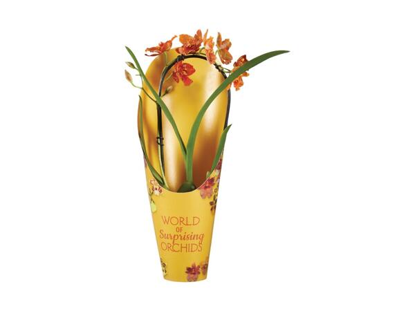 Orchid Mix in Pot Cover