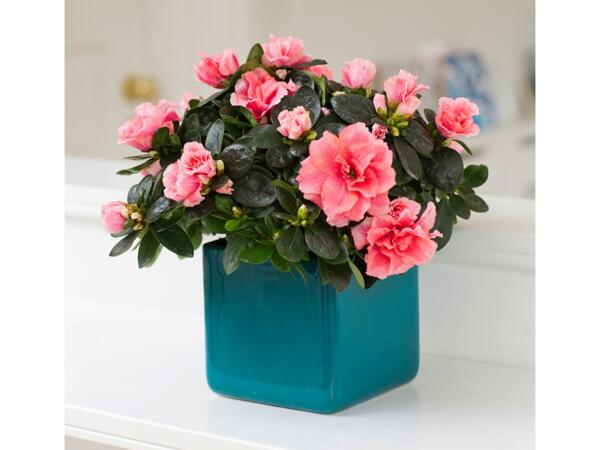 Azalea