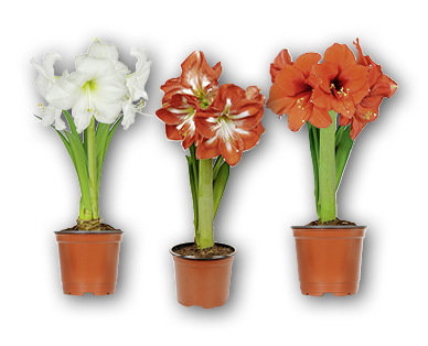 Amaryllis