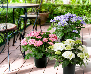 Gartenhortensie