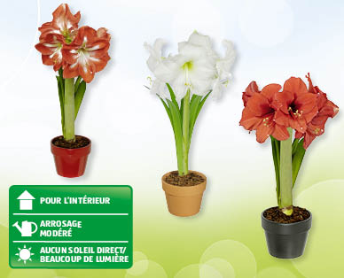 Amaryllis GARDENLINE(R)