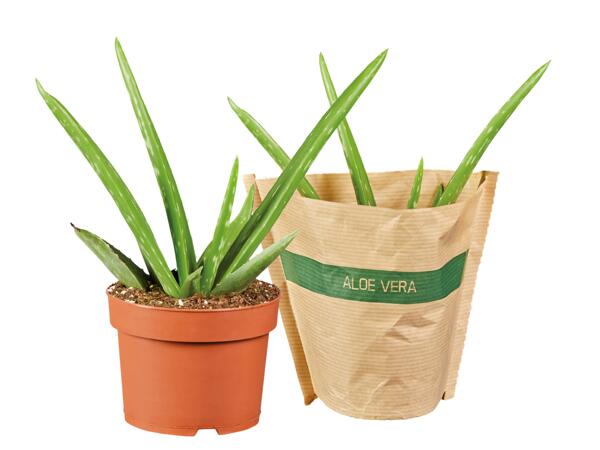 Aloe vera