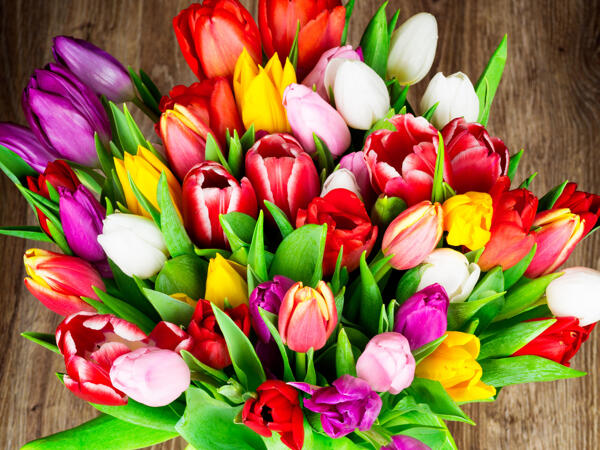 Tulipani misti