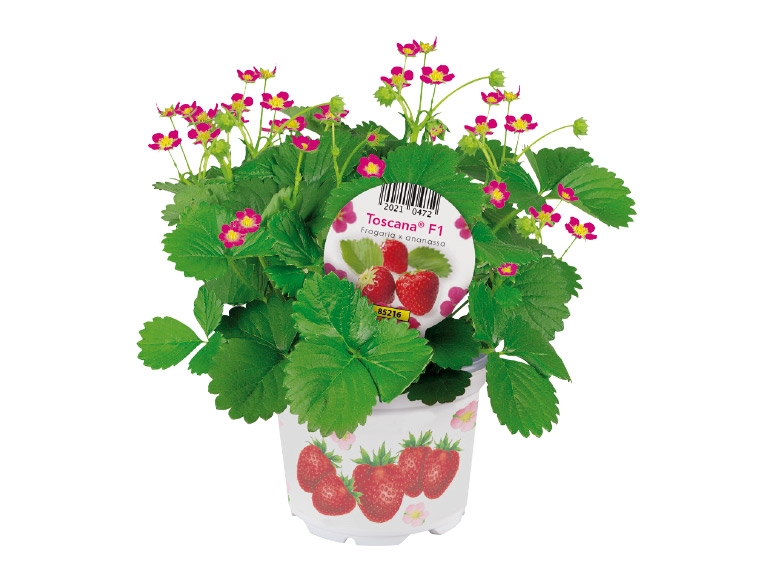Strawberry Plants