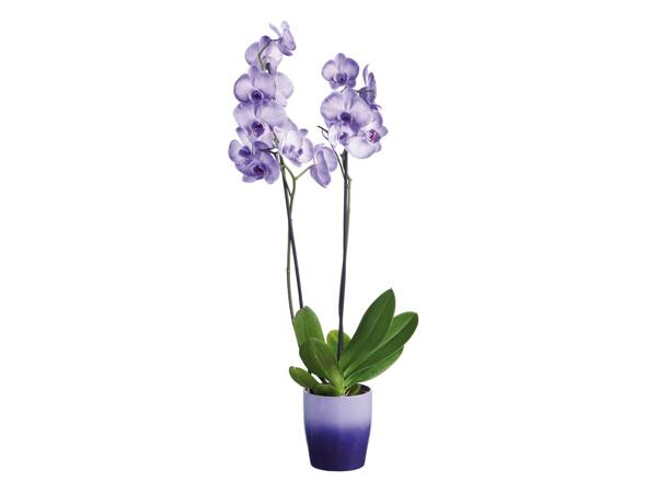 Orchidée teintée en pot céramique