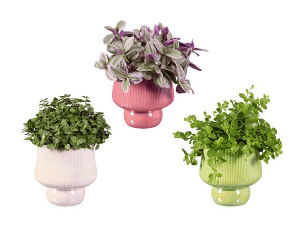 Plante verte suspendue dans un pot en céramique